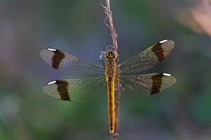 German Fauna Images Drucke: Banded Darter