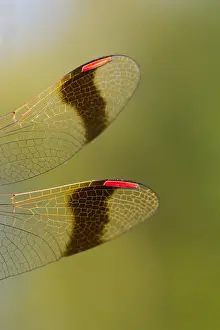 German Wildlife Photoshoots Drucke: Banded Darter