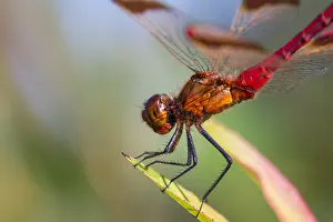 Germany Fauna Images Drucke: Banded Darter