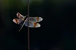 Bilder Datiert 18. August 2012: Bänderter Darter