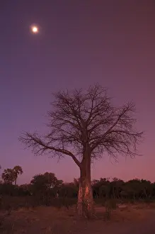 Okavango Delta Photography Drucke: A baobab tree at twilight under a full moon