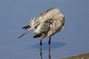 Wader Bird Species Drucke: Bar-tailed Godwit