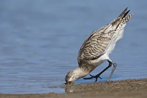 Charadriiformes Order Drucke: Bar-tailed Godwit