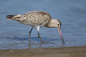 Scolopacidae Family Birds Drucke: Bar-tailed Godwit