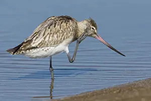 Bar-tailed-Godwit