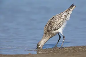 Shorebird Species Drucke: Bar-tailed Godwit