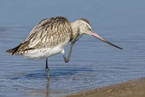 Shorebird Species Drucke: Bar-tailed Godwit