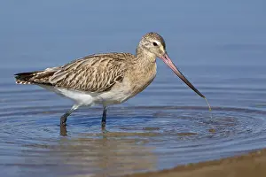 Scolopacidae Family Birds Drucke: Bar-tailed Godwit