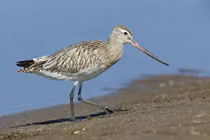 Wader Bird Species Drucke: Bar-tailed Godwit