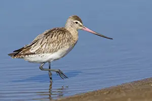 Shorebird Species Drucke: Bar-tailed Godwit