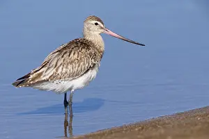 Scolopacidae Family Birds Drucke: Bar-tailed Godwit
