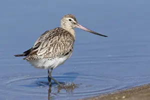 Shorebird Species Drucke: Bar-tailed Godwit