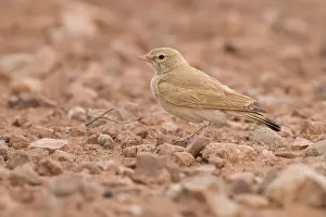 Wildlife Portrait Photography Drucke: Bar-tailed Lark
