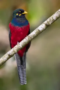 Bar-tailed-Trogone, Apaloderma vittatum