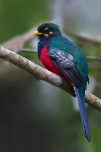 Rainforest Wildlife Photos Drucke: Bar-tailed Trogon, Apaloderma vittatum