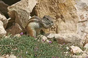 Fuerteventura Wildlife Drucke: Barbary Ground Squirrel