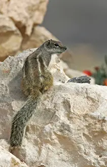 Barbary Ground Squirrel Drucke: Barbary Ground Squirrel
