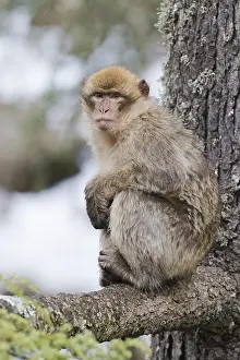 Barbary Macaque Drucke: Barbary Macaque