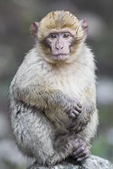 Barbary Macaque Drucke: Barbary Macaque