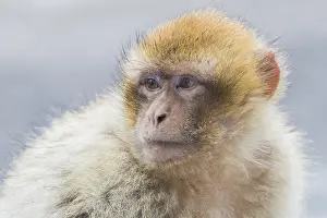 Barbary Macaque Drucke: Barbary Macaque