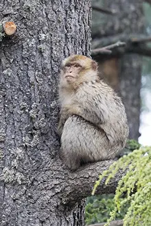 Barbary Macaque Drucke: Barbary Macaque