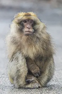 Barbary Macaque Drucke: Barbary Macaque