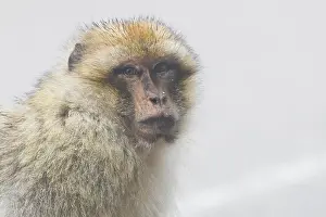 Barbary Macaque Drucke: Barbary Macaque