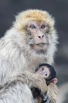 Barbary Macaque Drucke: Barbary Macaque