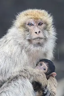 Barbary Macaque Drucke: Barbary Macaque