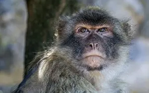 Barbary Macaque Drucke: Barbary Macaque, Berberaap, Macaca sylvanus