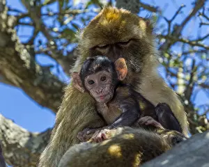 Barbary Macaque Drucke: Barbary Macaque, Berberaap, Macaca sylvanus
