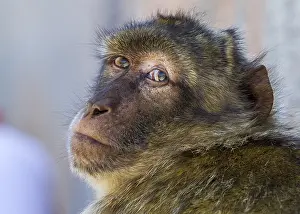 Bilder Datiert 18. August 2015: Barbary-Afrikaanse Meerkat, Berberaffe, Macaca sylvanus