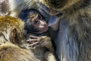 Barbary Macaque Drucke: Barbary Macaque, Berberaap, Macaca sylvanus