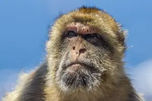 Bilder Datiert 18. August 2015: Barbary-Makake, Berberaffe, Macaca sylvanus
