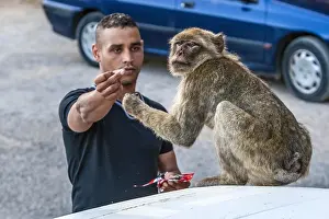 Barbary Macaque Drucke: Barbary Macaque, Macaca sylvanus