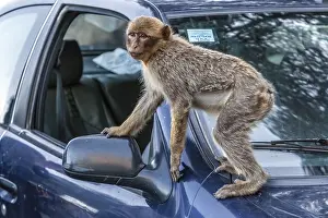 Barbary Macaque Drucke: Barbary Macaque, Macaca sylvanus