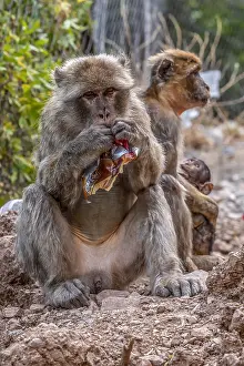 Barbary Macaque Drucke: Barbary Macaque, Macaca sylvanus