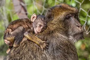 Barbary-Makaken, Macaca sylvanus
