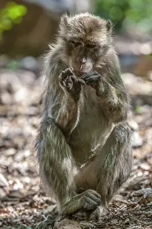Barbary Macaque Drucke: Barbary Macaque, Macaca sylvanus