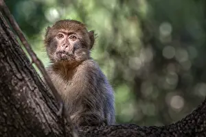 Bilder vom 6. Juni 2009: Barbary-Afrika-Makaken, Macaca sylvanus