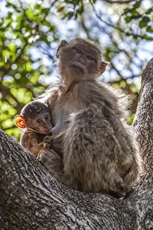 Bilder vom 6. Juni 2009: Barbary-Affenmakak, Macaca sylvanus