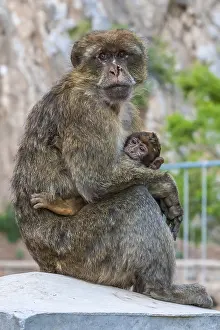 Bilder vom 6. Juni 2009: Barbary-Afrika-Makak, Macaca sylvanus