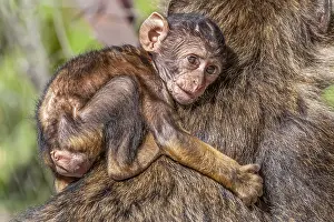 Bilder vom 6. Juni 2009: Barbary-Afrikanischer Affe, Macaca sylvanus