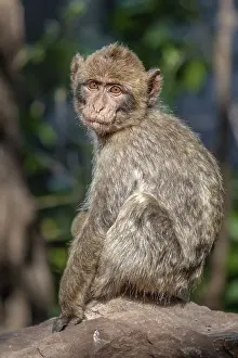 Bilder vom 6. Juni 2009: Barbary-Afrikanischer Macaque, Macaca sylvanus