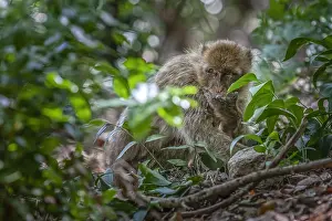 Barbary Macaque Drucke: Barbary Macaque, Macaca sylvanus
