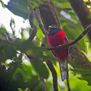 Bilder Datiert 1. August 2015: Bare-cheeked Trogon, Apaloderma aequatoriale