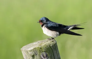 Wild Bird Species Drucke: Barn Swallow, Hirundo rustica