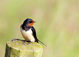 Wild Bird Species Drucke: Barn Swallow, Hirundo rustica