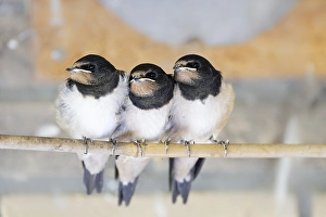 Bilder Datiert 13. August 2023: Schwalbenwürger, Hirundo rustica