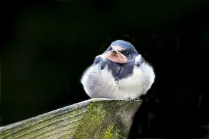 Bilder vom 18. Juni 2018: Schwalbenwürger; Hirundo rustica